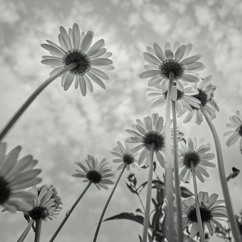 Forêt de Marguerites