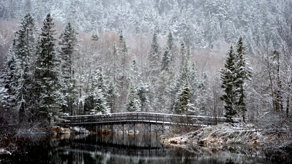 Jour de neige au Marais du Nord