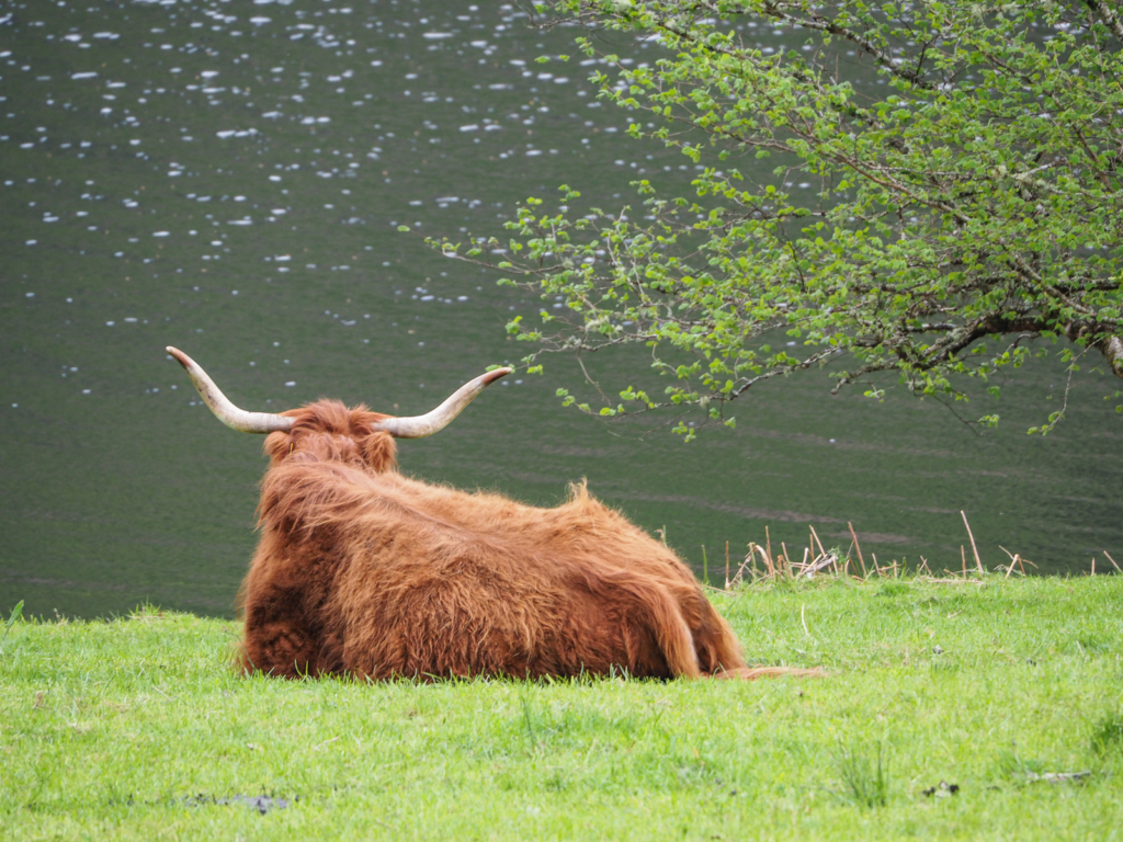 ''Fluffy cow'' se repose