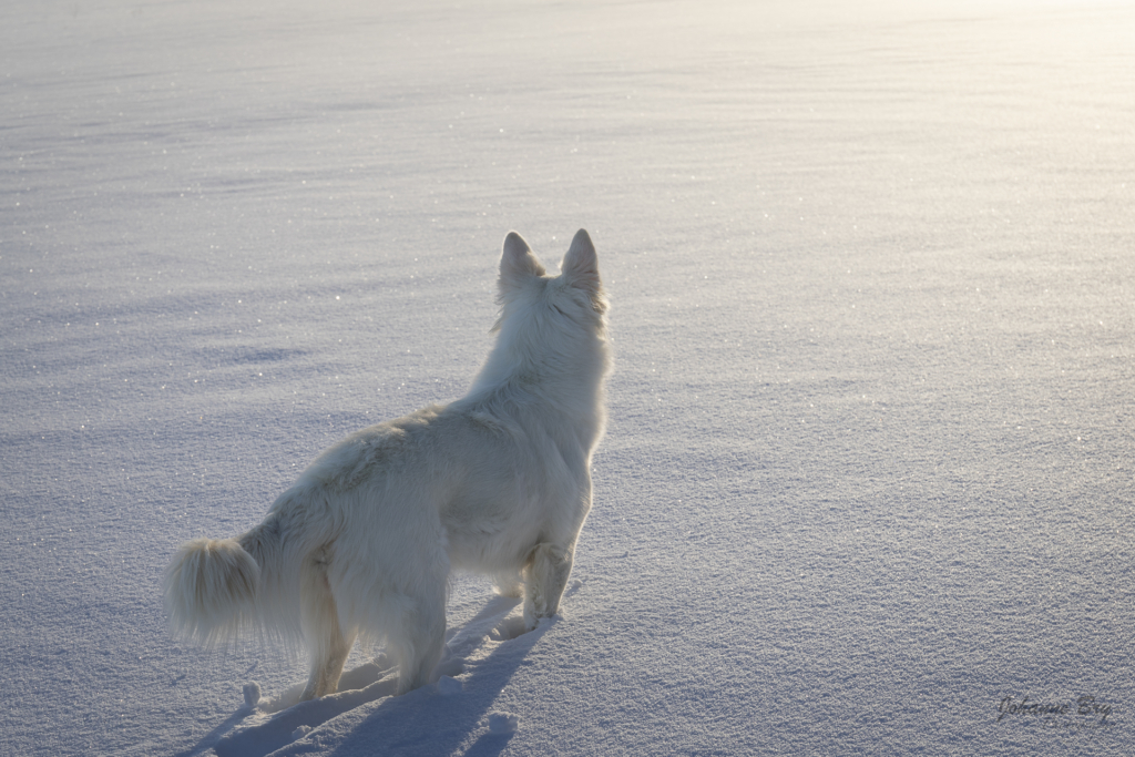 Le loup blanc