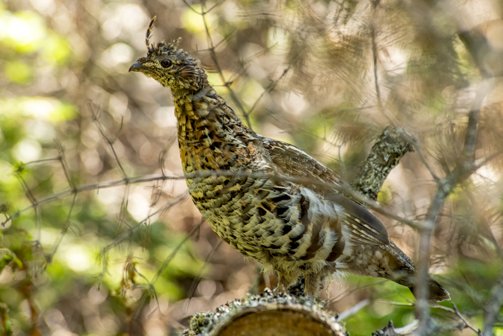 Gélinotte Huppé