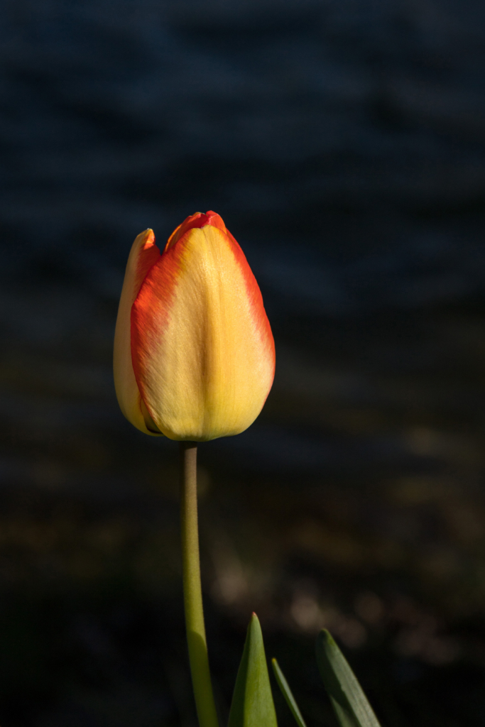 Pureté de la Nature