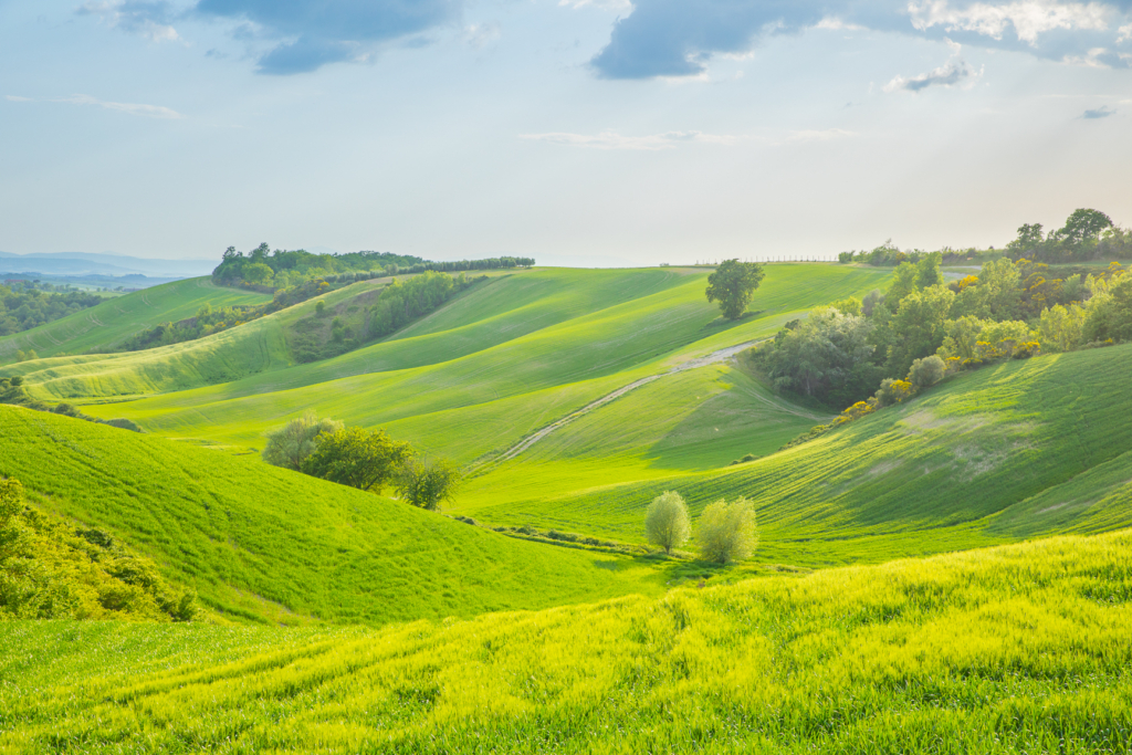 Les champs de la Toscane