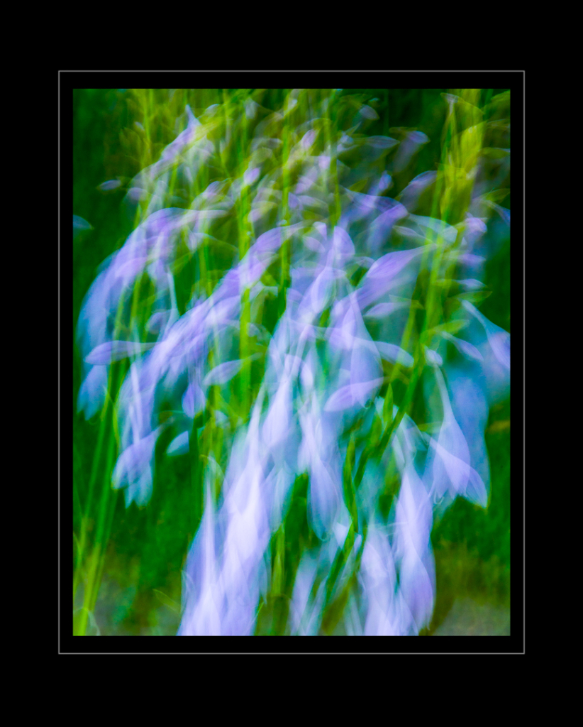 Hostas psychédéliques...