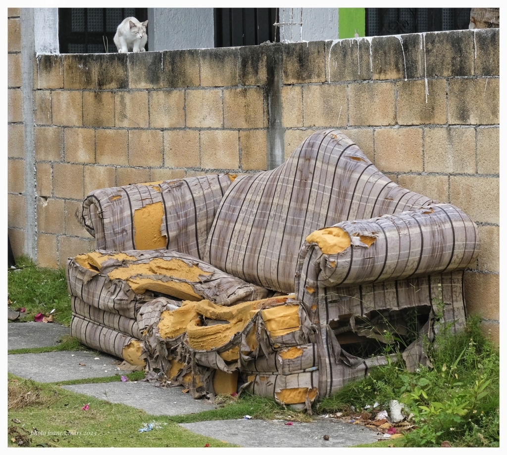 "Chat" dit tout!