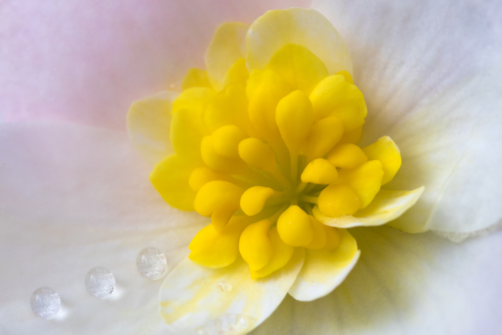 Perles du matin