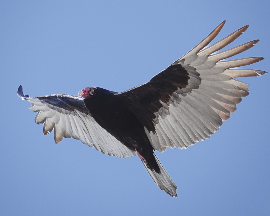 Urubu à tête rouge (Vallée de la Jacques-Cartier)