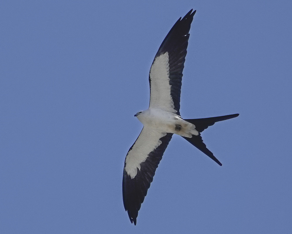Naucler à queue fourchue (Oiseau de la floride perdu dans la Vallée de la Jacques-Cartier)