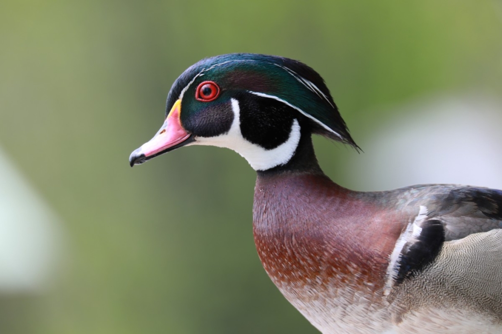 Canard Branchu