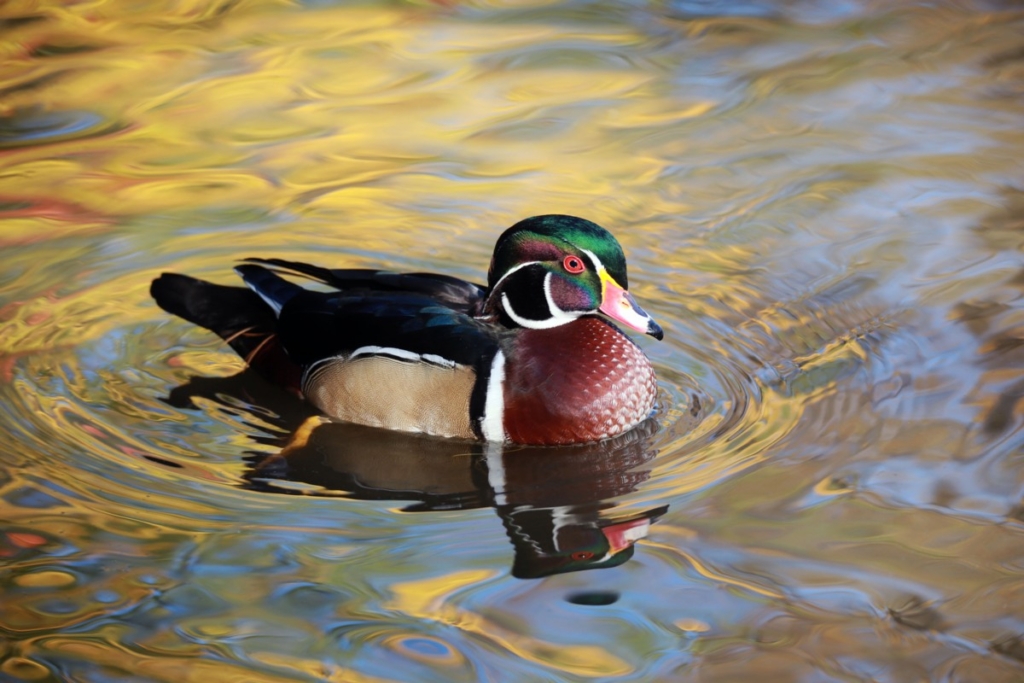 Canard Branchu