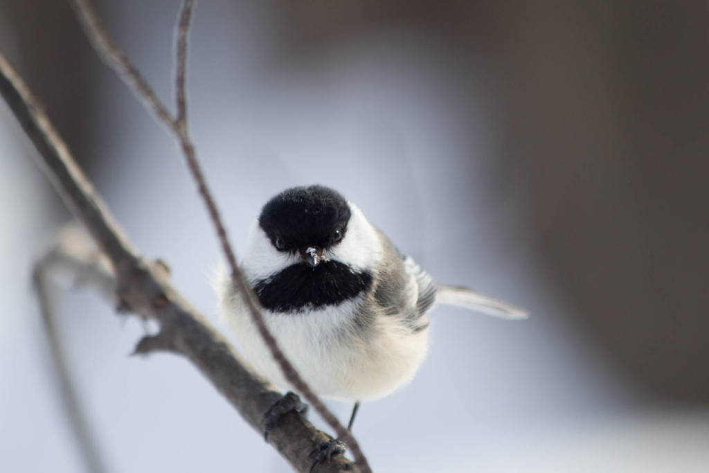 Mésange à tête noir