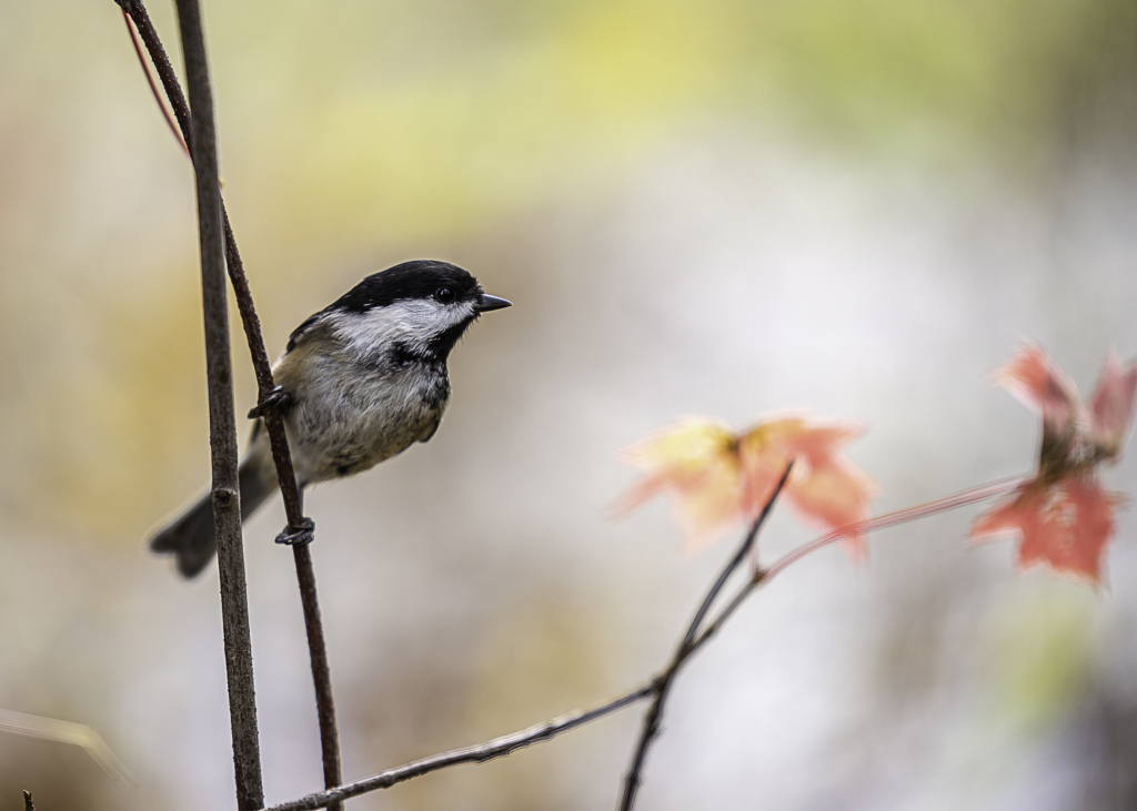 Mésange à tête noire