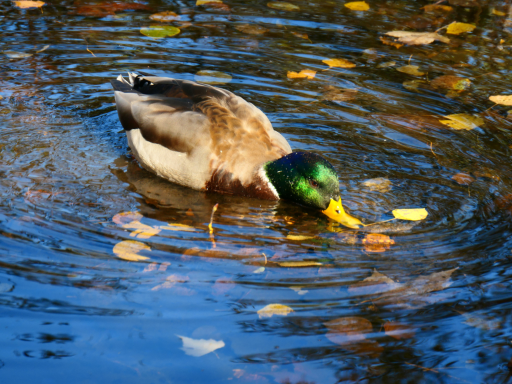 Canard Colvert
