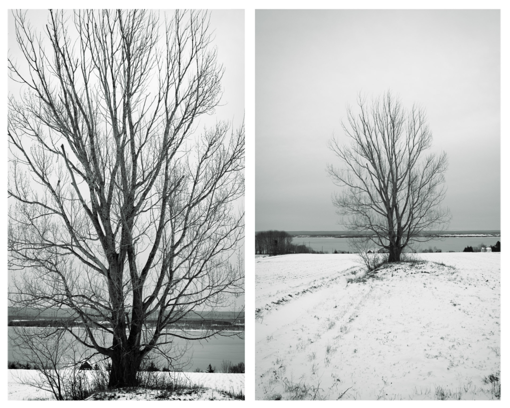 Différentes, identiques