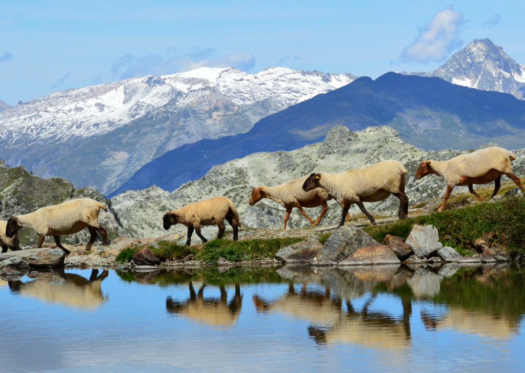 Faune alpine