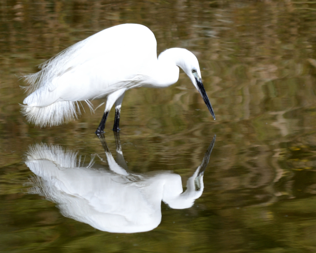 Aigrette garzette