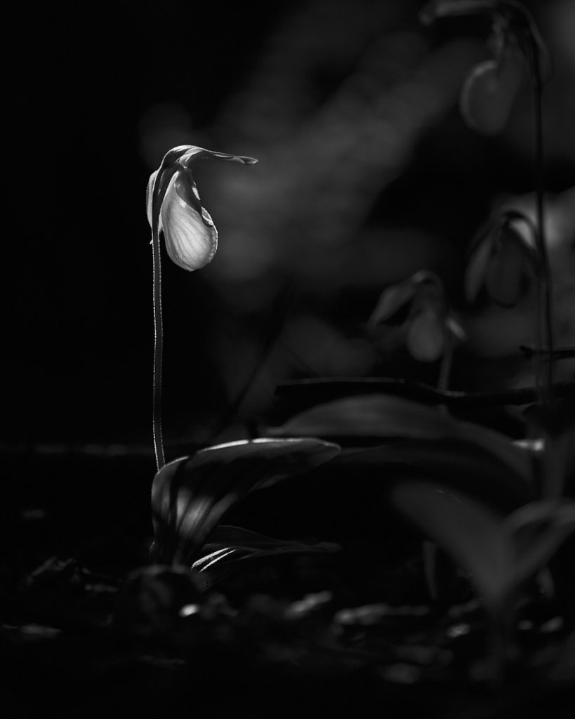 Pétales de lumière