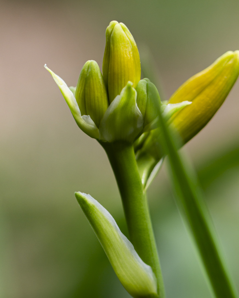 Hémérocalle en bouton (macro photo)