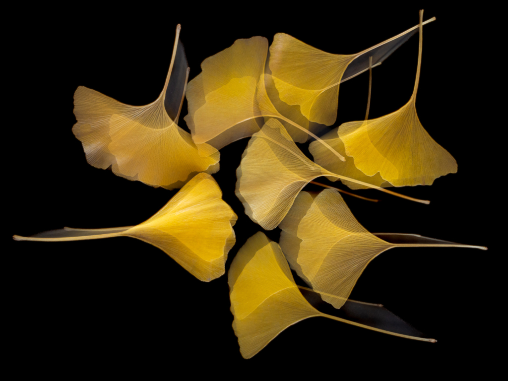 Feuilles d'or