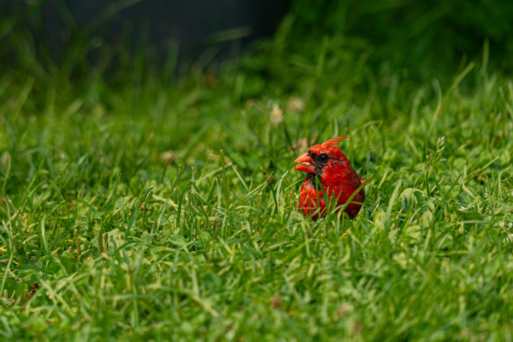 Cardinal