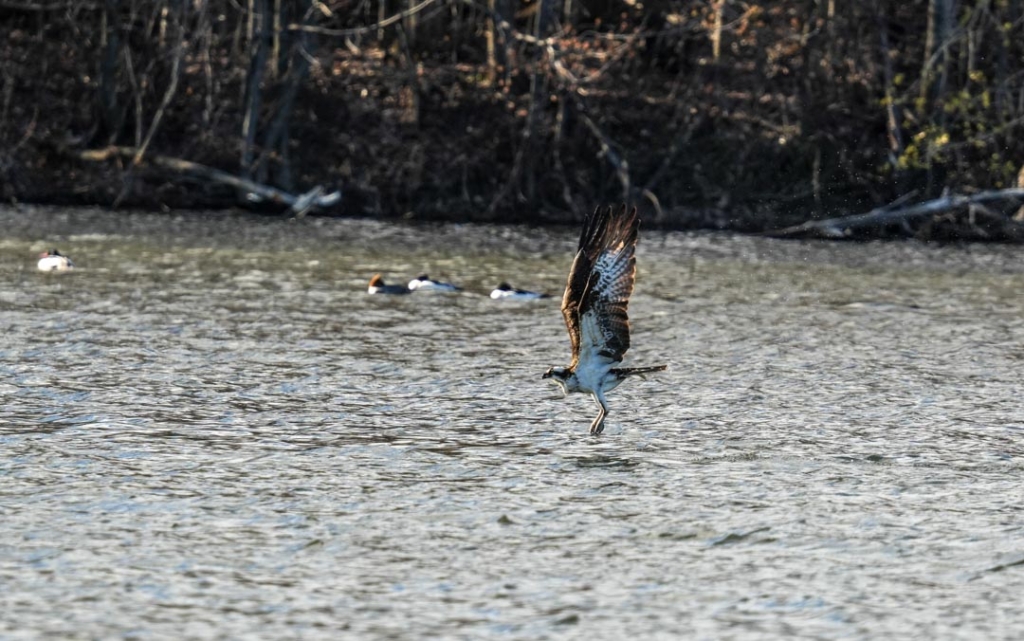 Balbuzard pêcheur