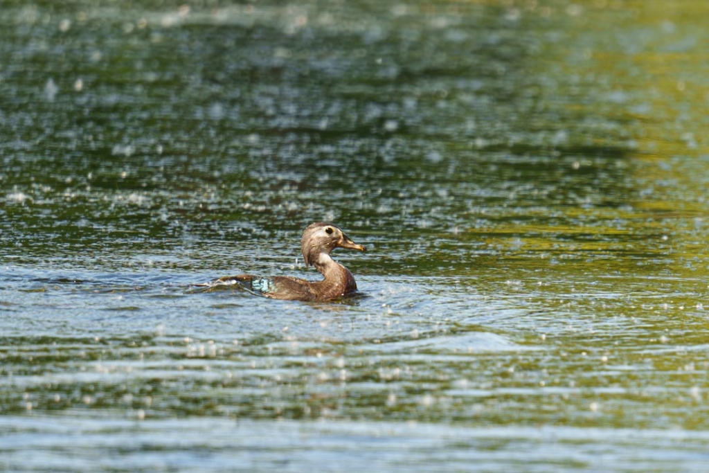 Canard branchu
