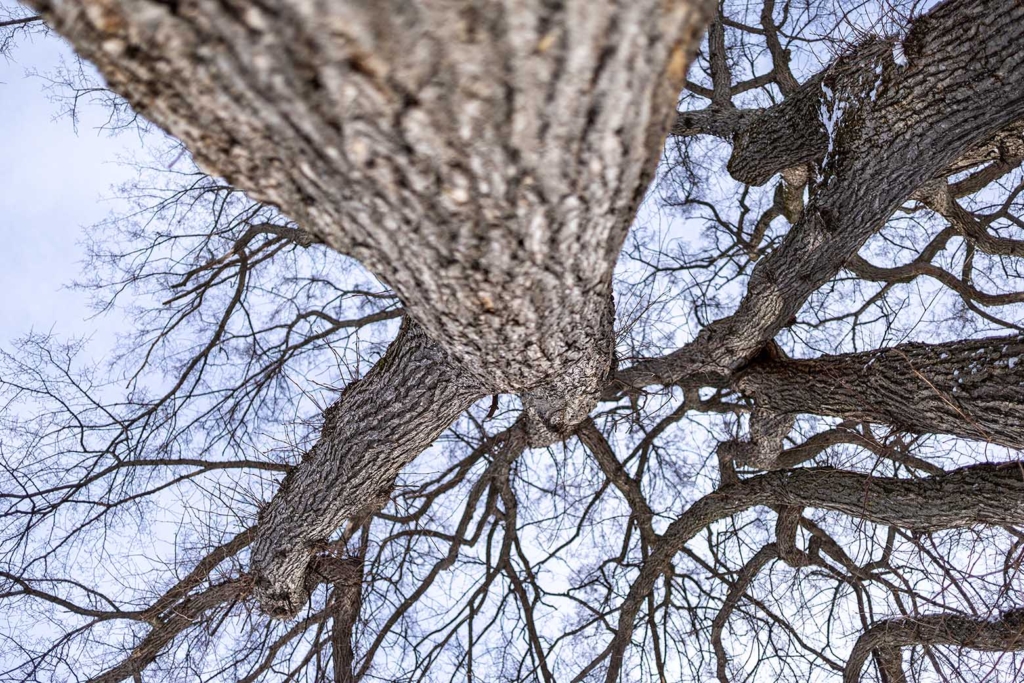 Arbres en contre plongé