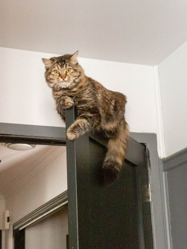 Chat Acrobate !