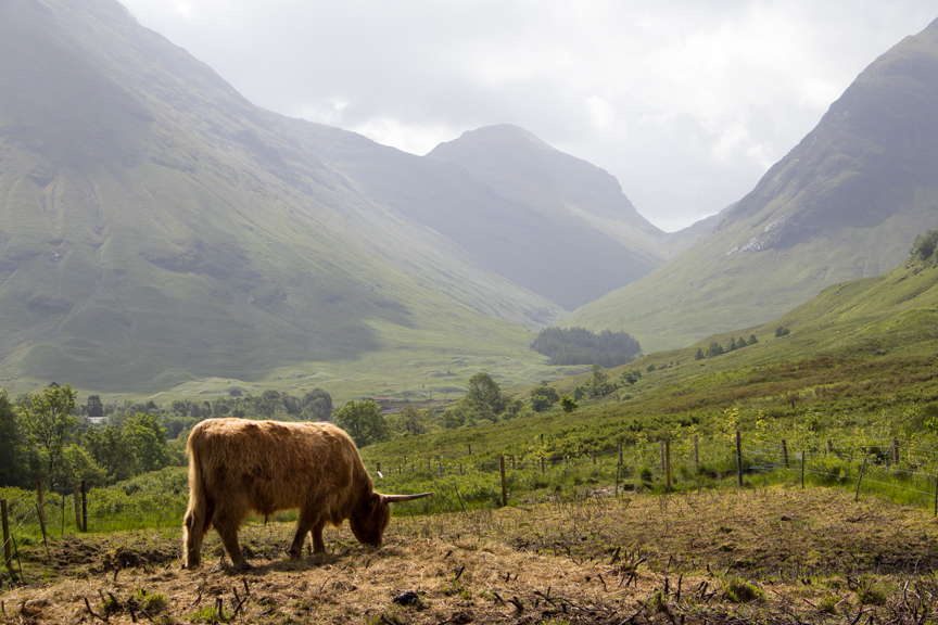 Les Highlands Écossais