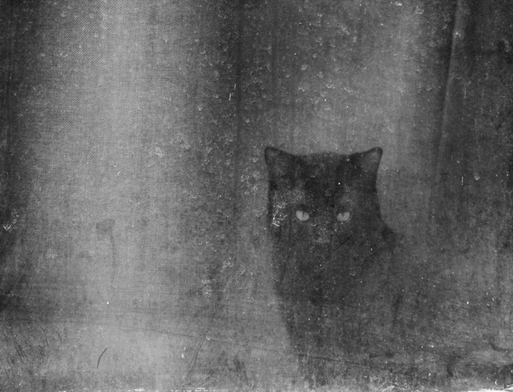 Monsieur le CHAT