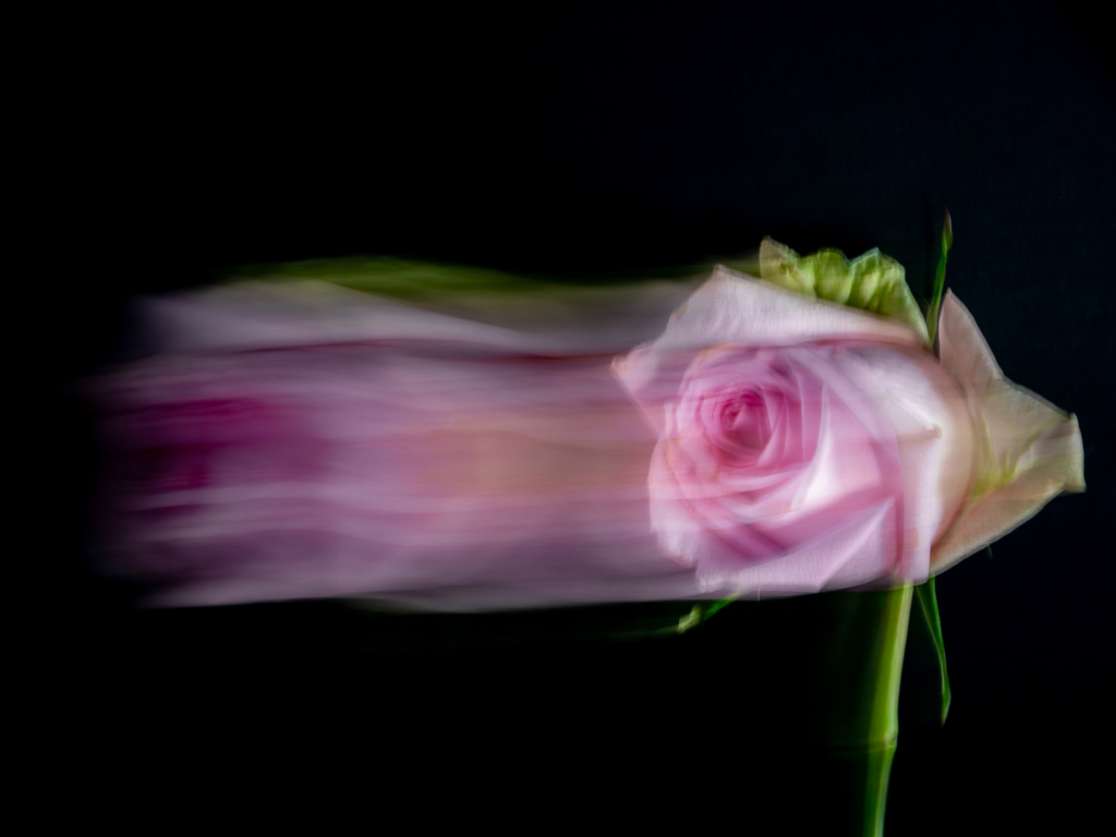 Au nom de Rose