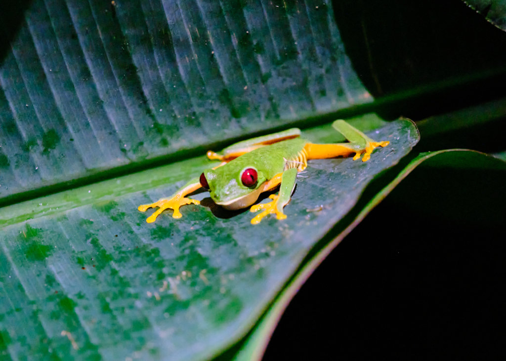 La surprise du soir : une belle petite rainette aux yeux rouges