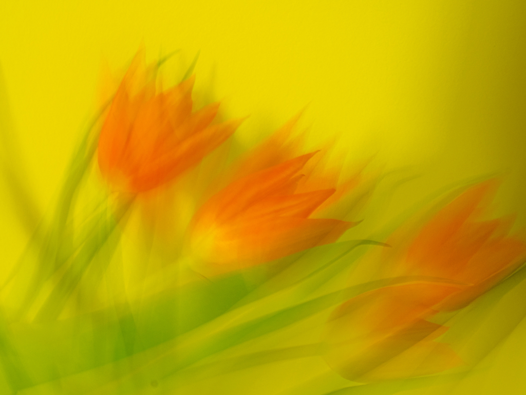 Premières tulipes
