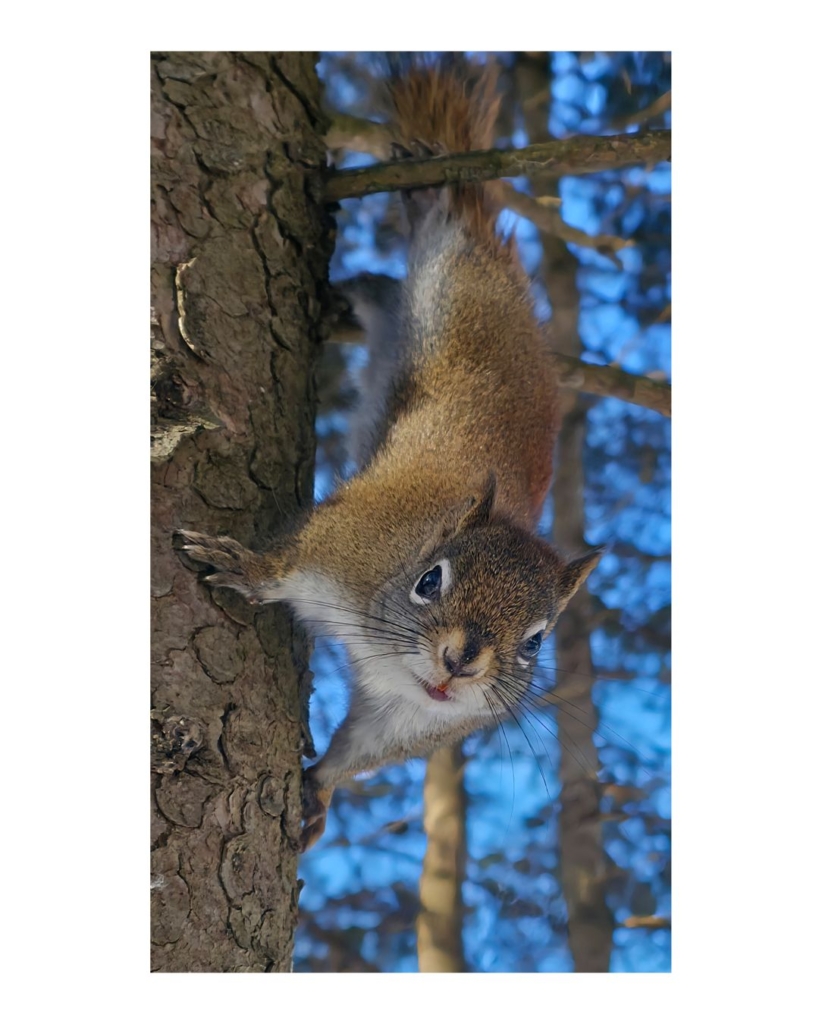 Coucou !