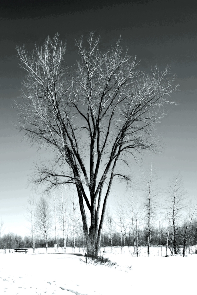 Mon arbre
