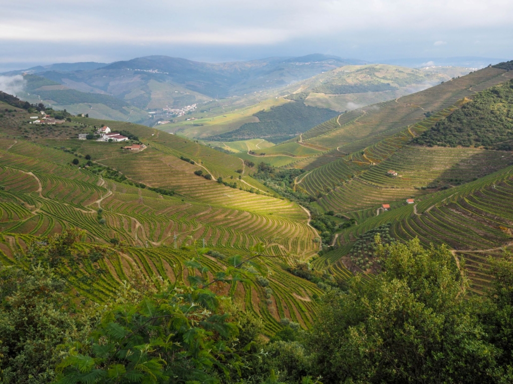 Entre vignes et horizons