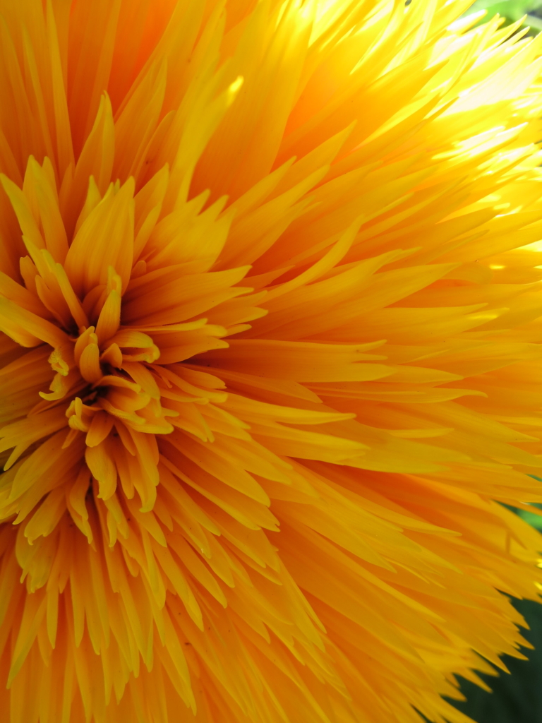 Fleur 9