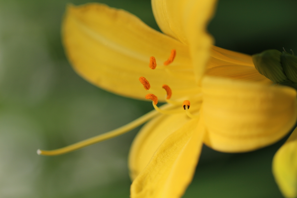 Fleur 5