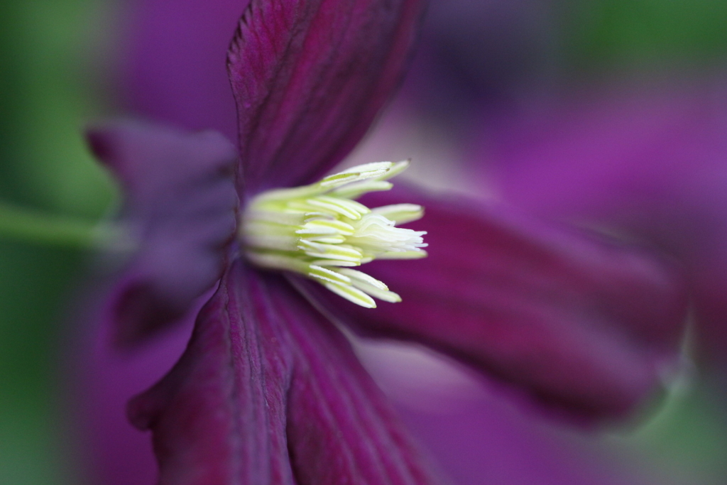 Fleur 2