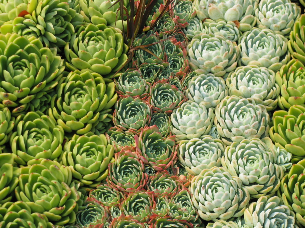 Tapis de plantes grasses