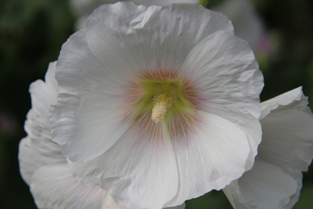 Fleur 1