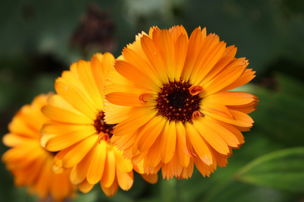Fleur 6