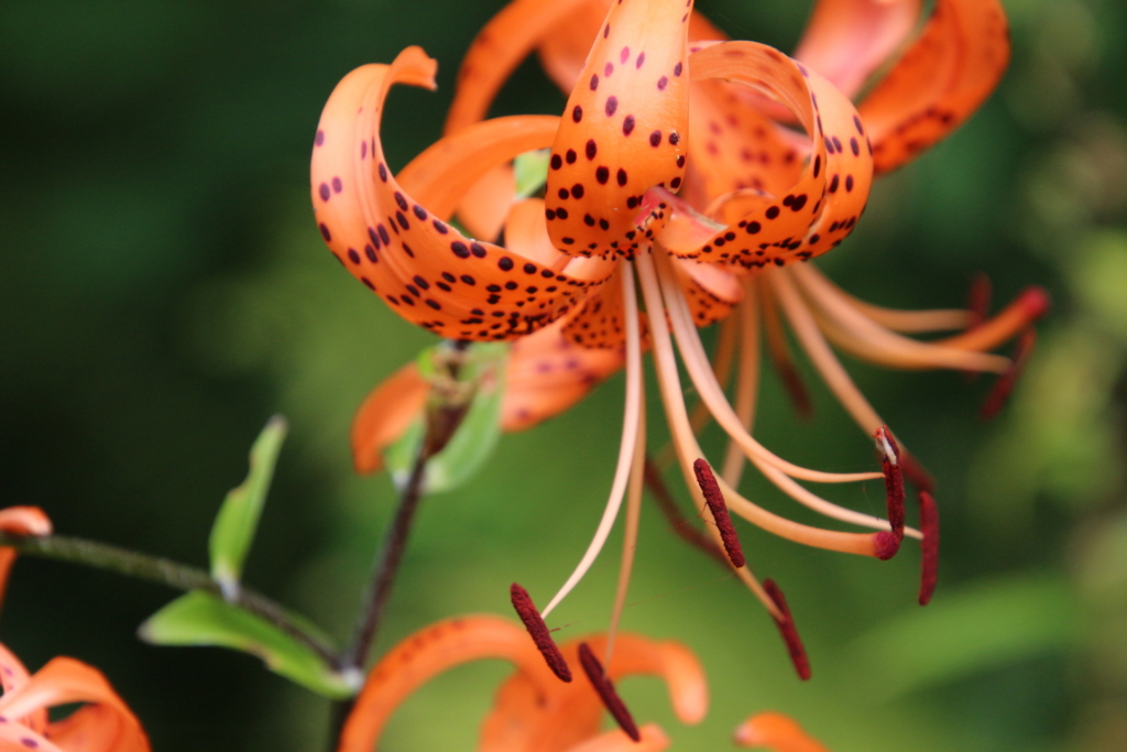 Fleur 3