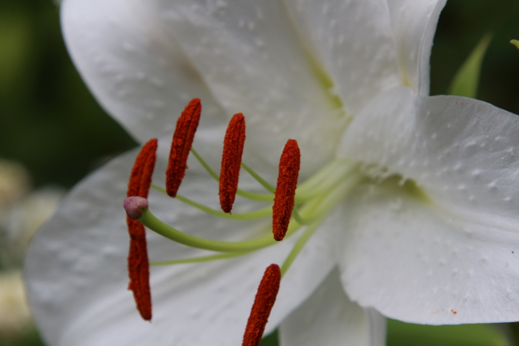 Fleur 8