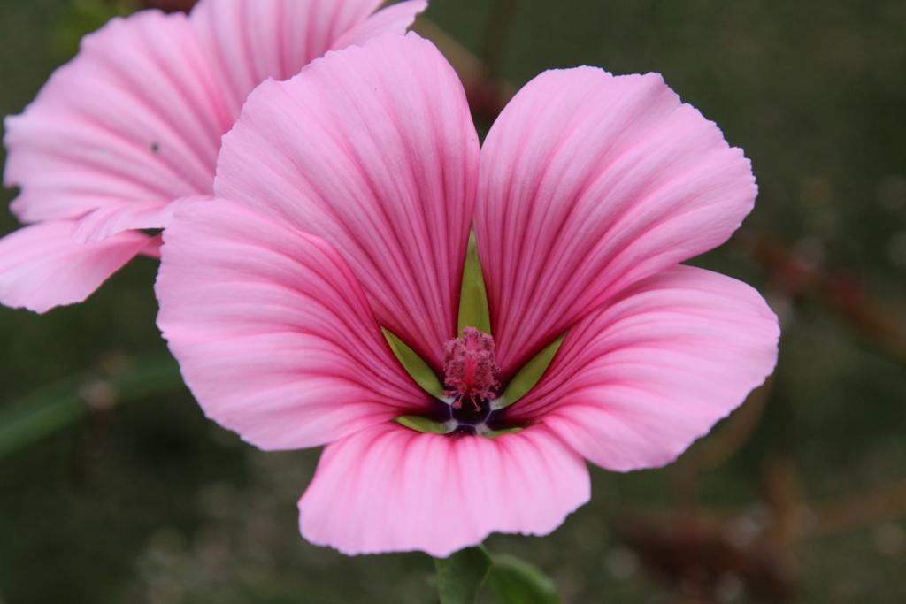Fleur 4