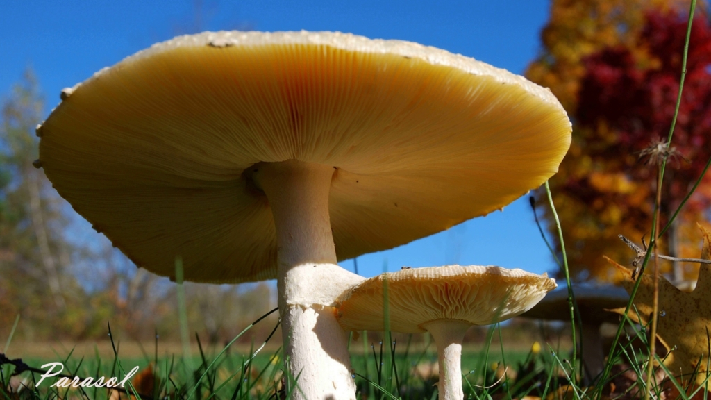 Parasol