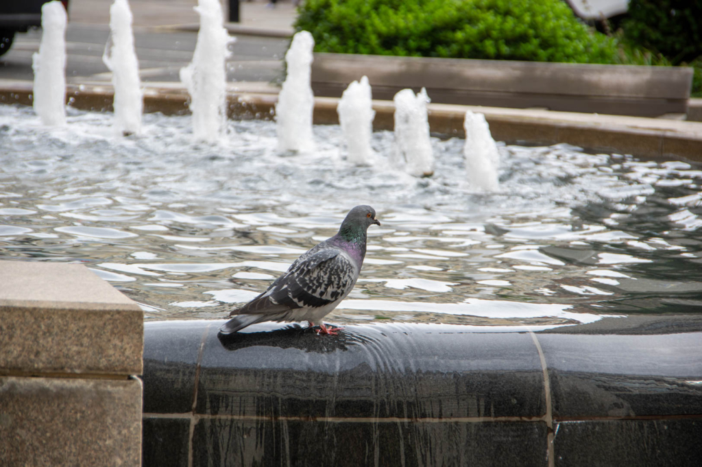 Repos du pigeon