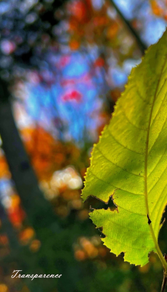 Transparence