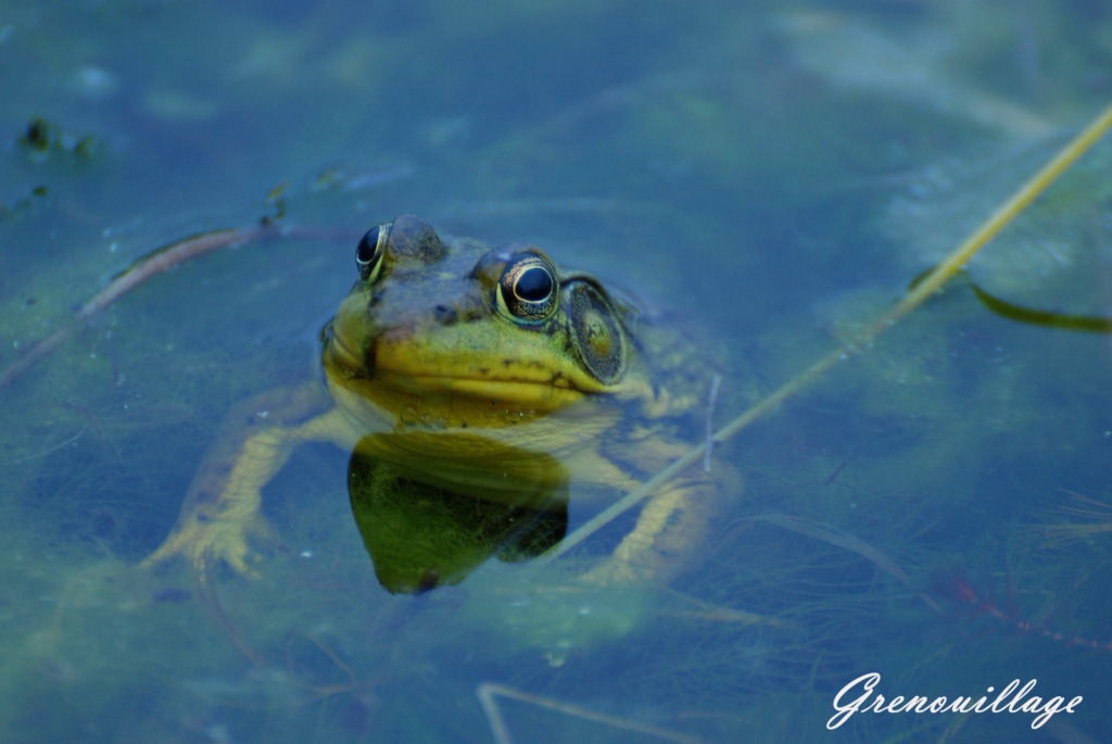 Grenouillage