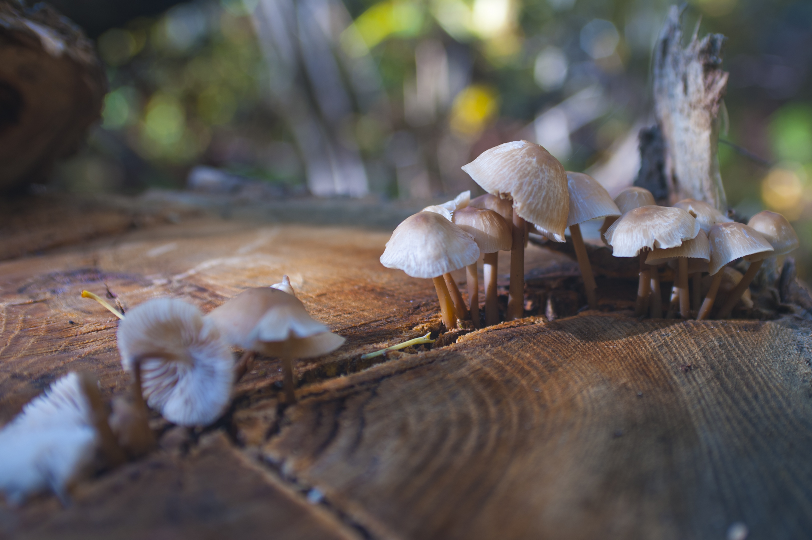 2022-Les-champignons.jpg